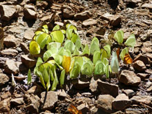 Papillon - Argentine